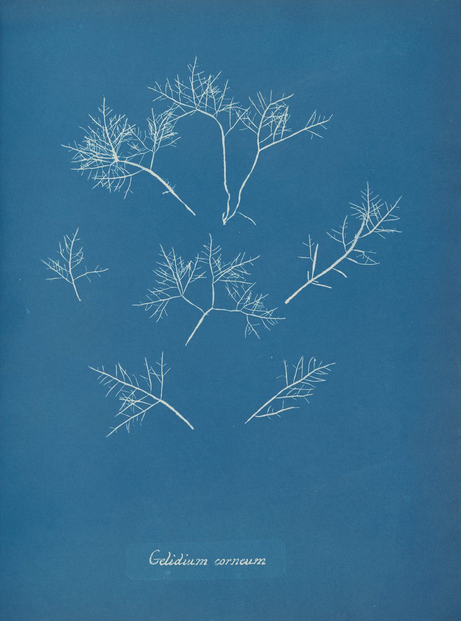 Hornhindefrost, ca. 1853 af Anna Atkins