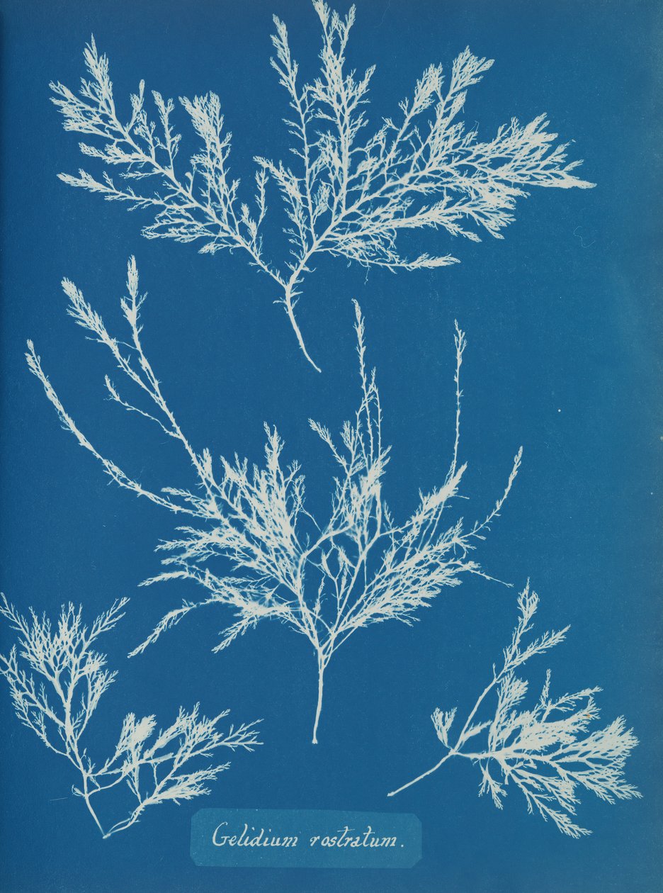Gelidium rostratum, ca. 1853 af Anna Atkins