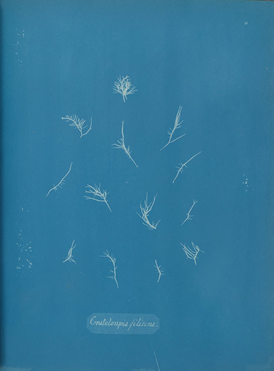 Grateloupia filicina, ca. 1853. af Anna Atkins