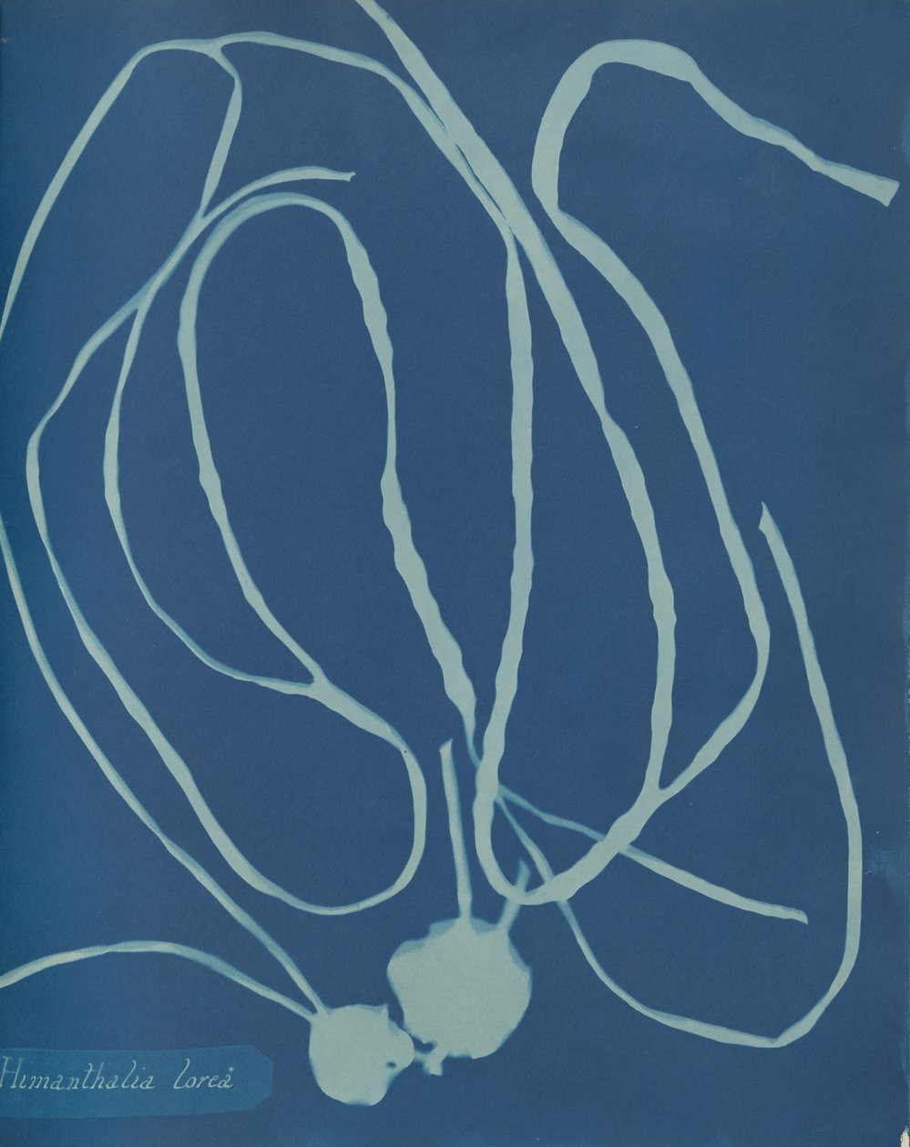 Himanthalia blomst, ca. 1853 af Anna Atkins