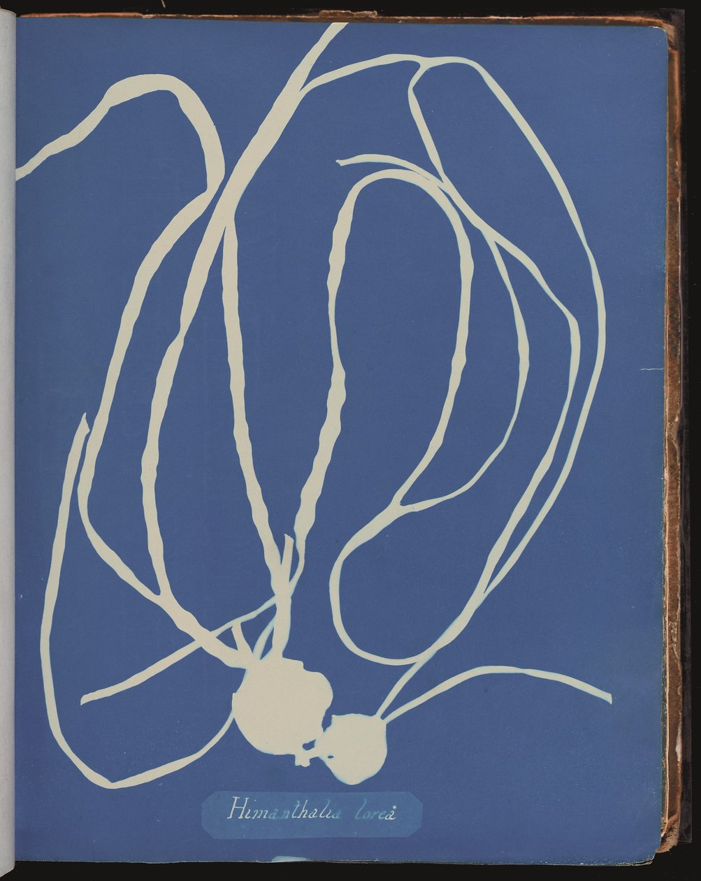 Himanthalia lorea fra Photographs of British Algæ (cyanotype) af Anna Atkins