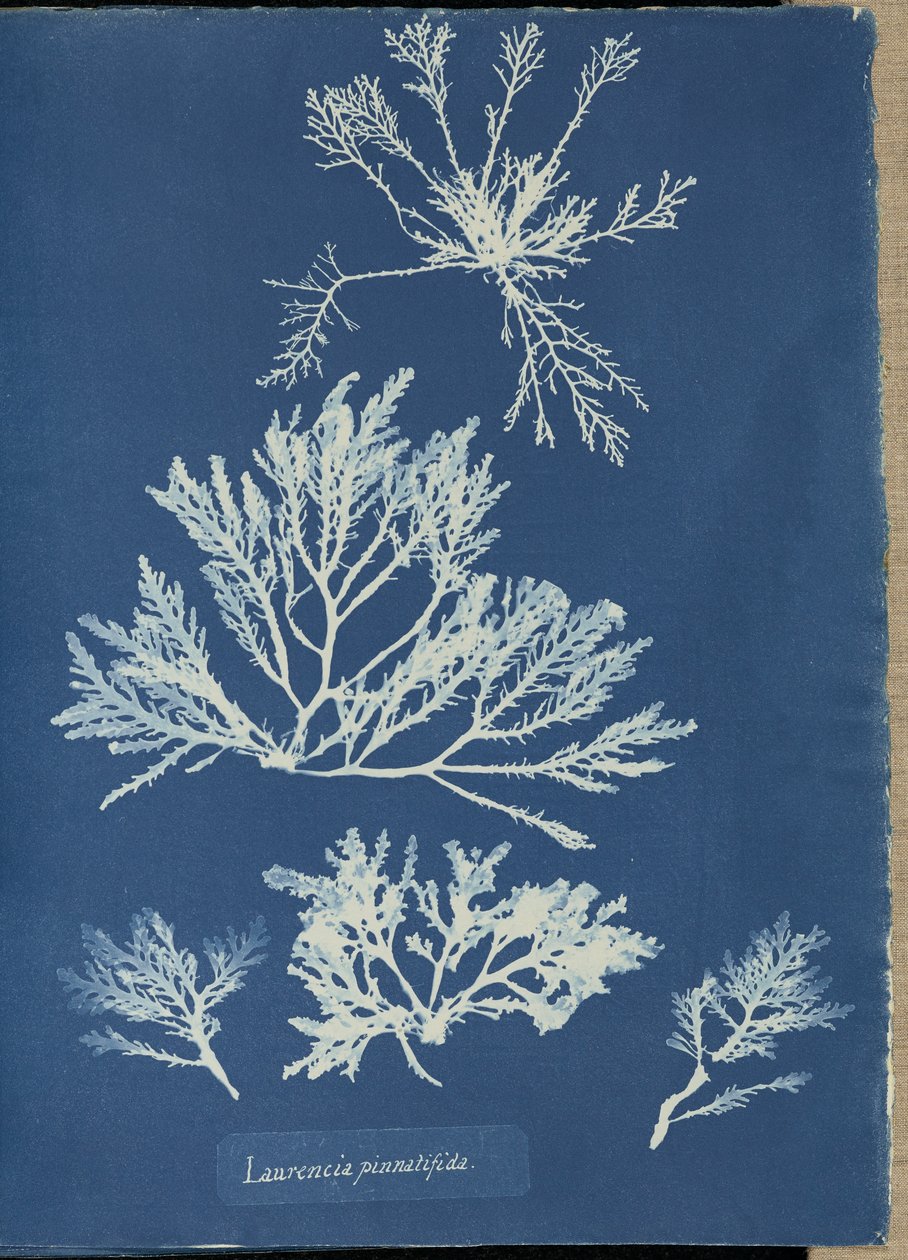 Laurencia pinnatifida af Anna Atkins