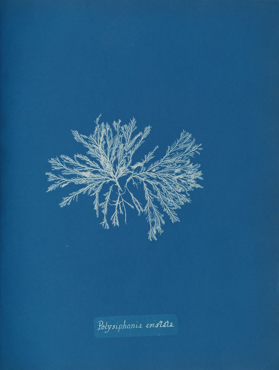 Polysiphonia cristata, ca. 1853. af Anna Atkins