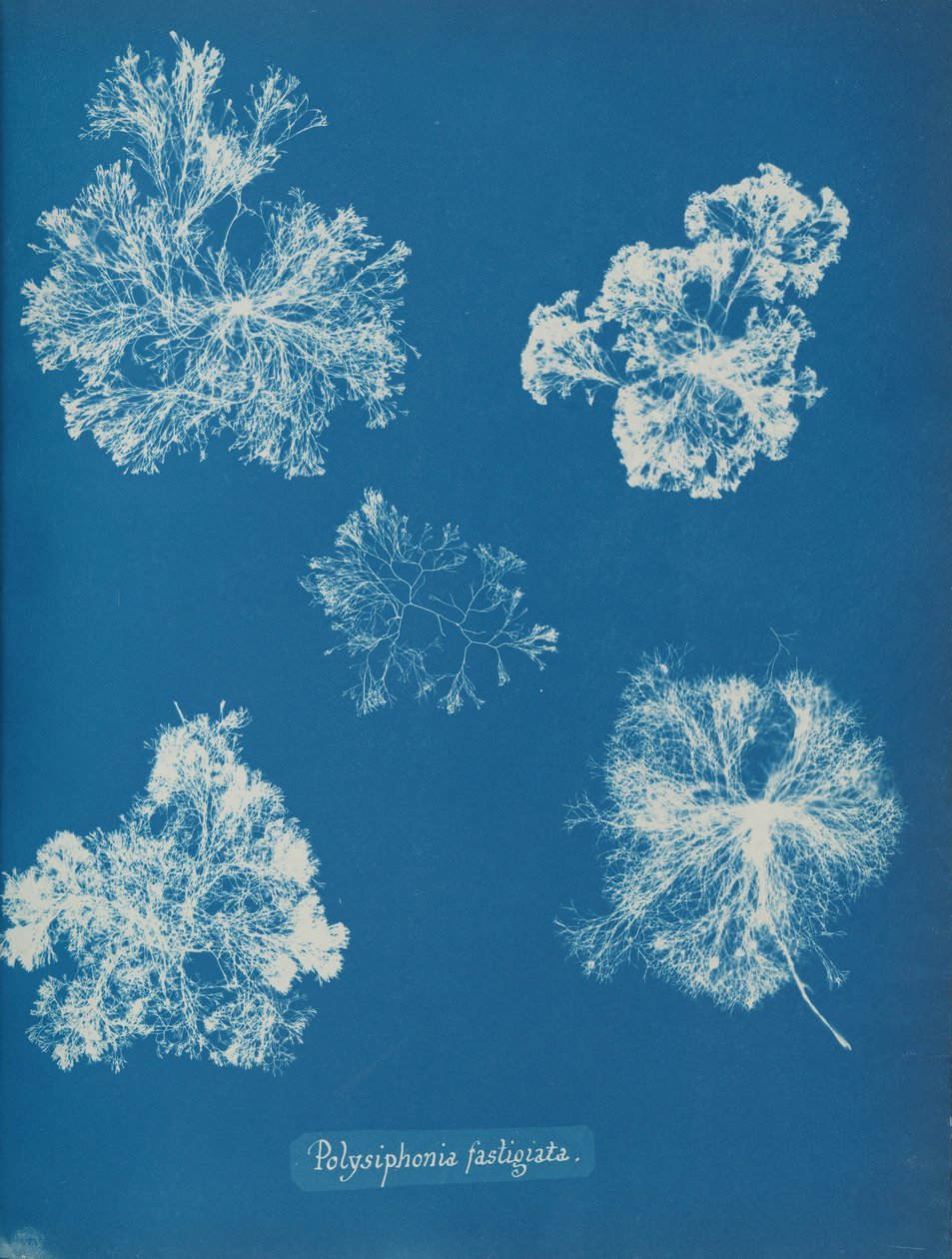 Polysiphonia fastigiata, ca. 1853. af Anna Atkins