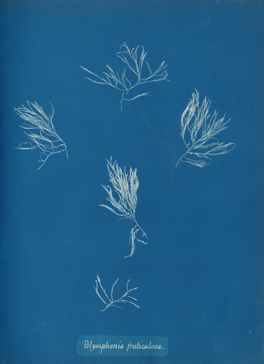 Polysiphonia fruticulosa, ca. 1853. af Anna Atkins