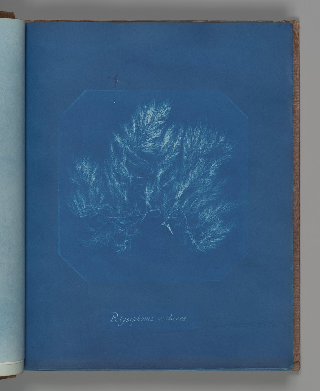 Polysiphonia violacea af Anna Atkins