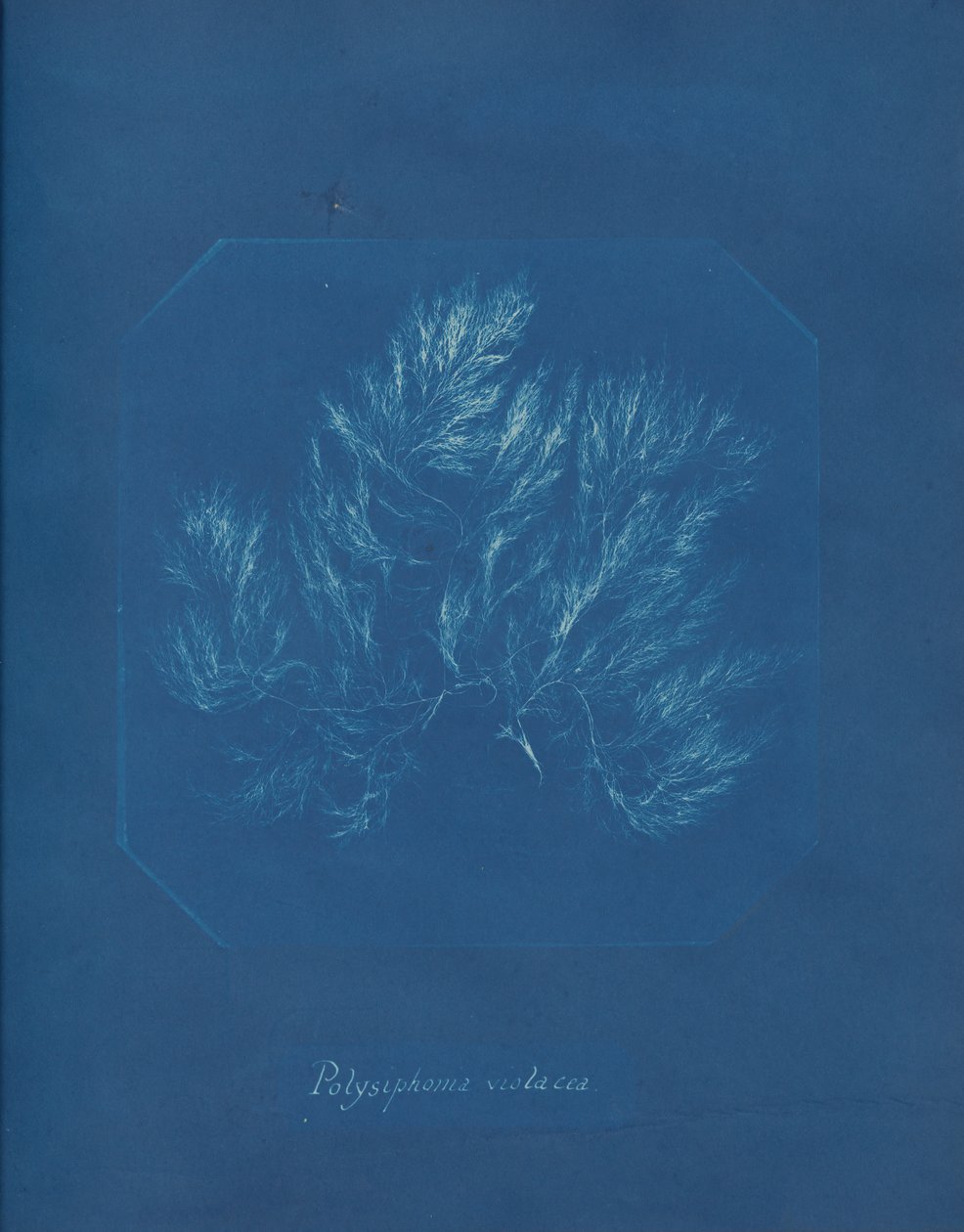 Polysiphonia violacea, ca. 1853. af Anna Atkins