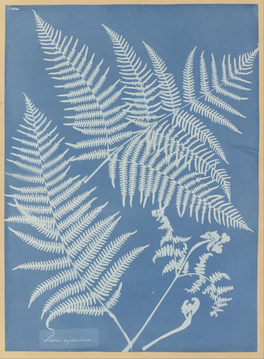 Pteris aquilina af Anna Atkins