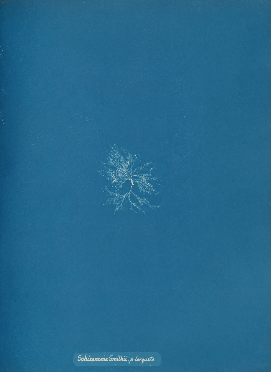 Skizonema Smithii, ß torqata, ca. 1853. af Anna Atkins