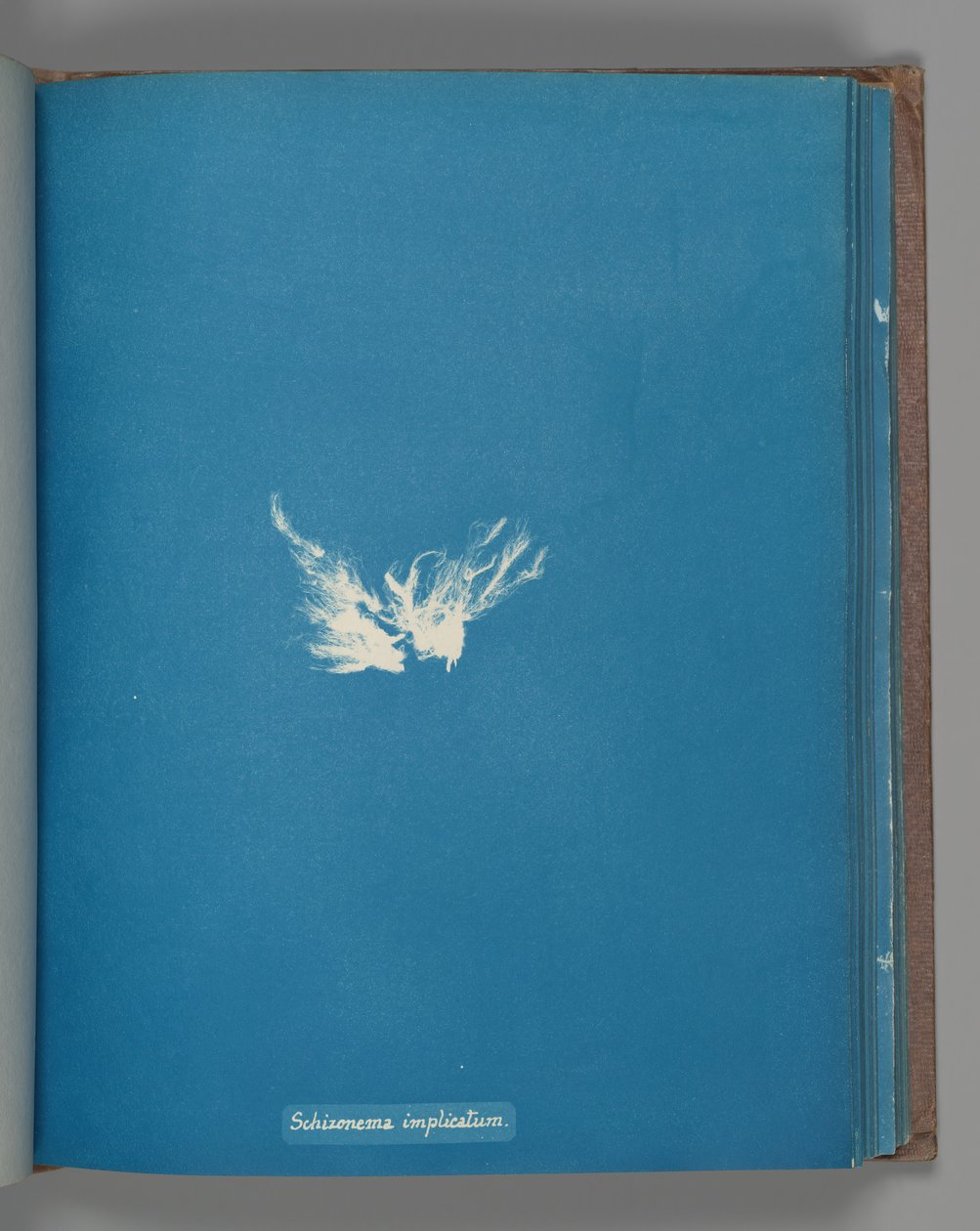 Skizonomkompleks, ca. 1853 af Anna Atkins