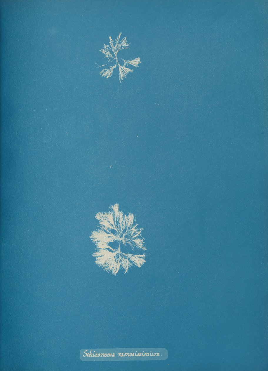 Schizonema ramosissimus, ca. 1853 af Anna Atkins