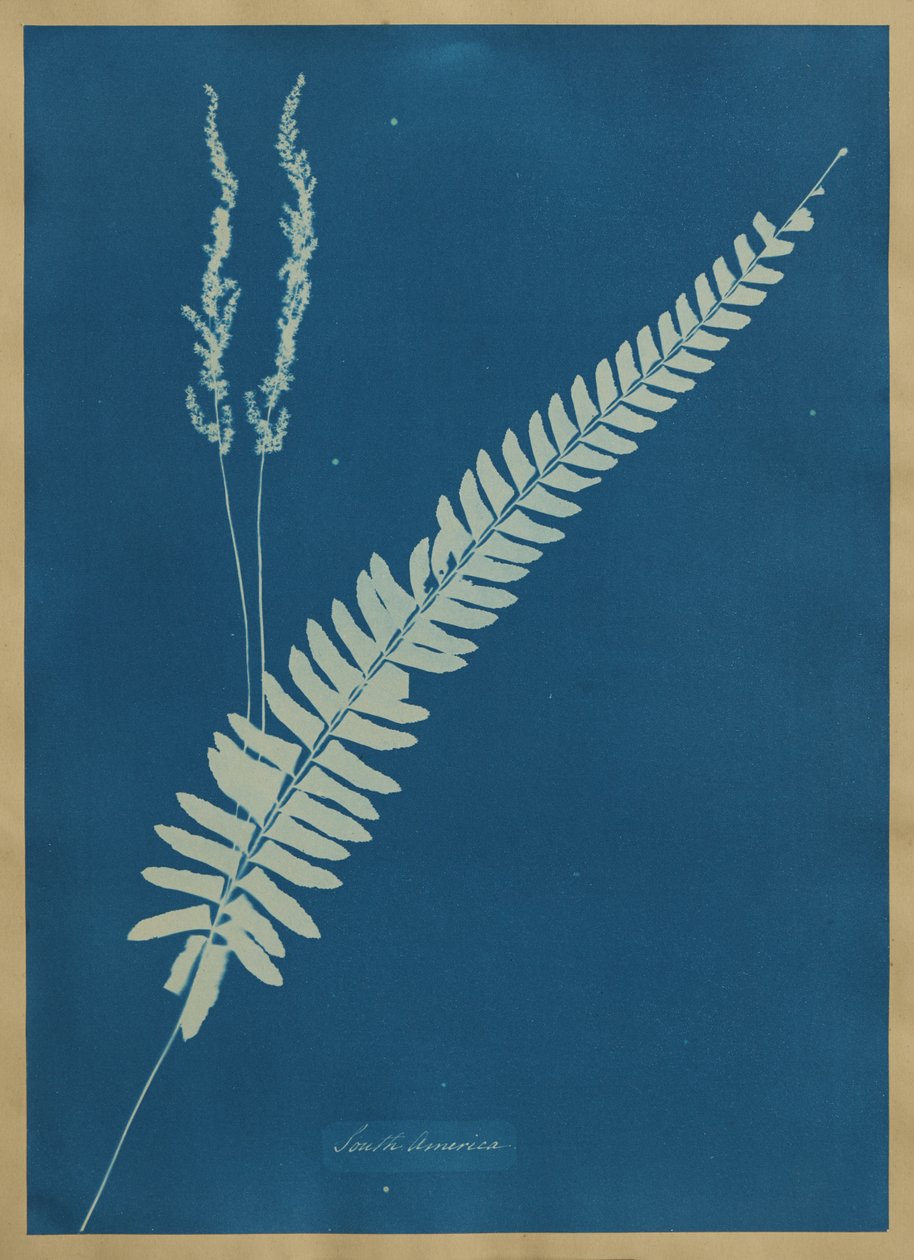 Sydamerika af Anna Atkins