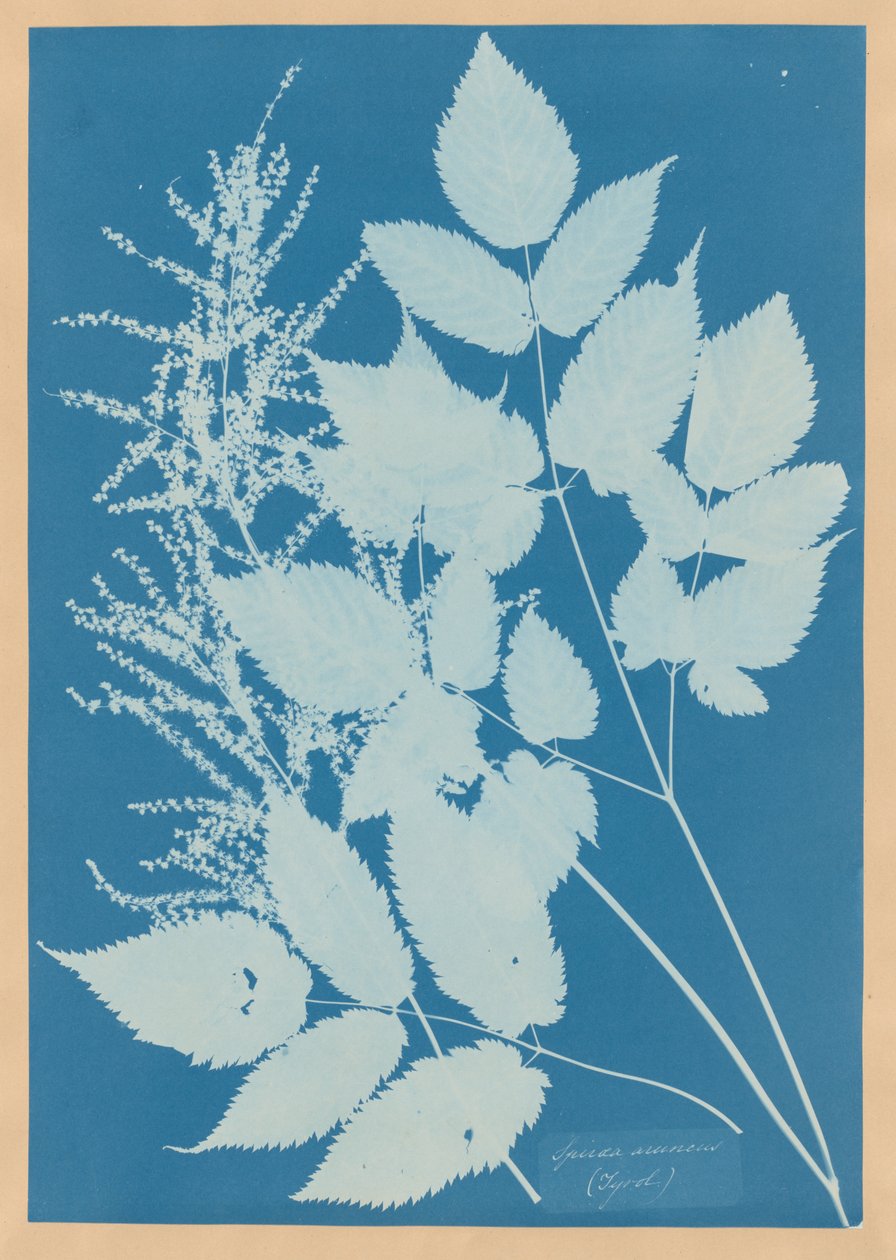 Spiraea aruncus (Tyrol) af Anna Atkins