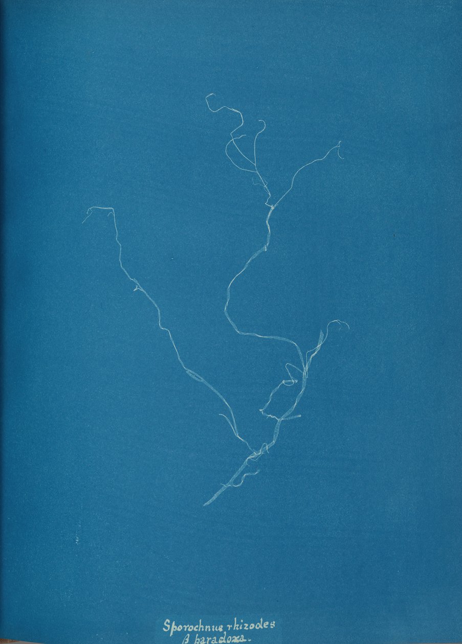 Sporochnius rhizodes ß paracloxa, ca. 1853. af Anna Atkins