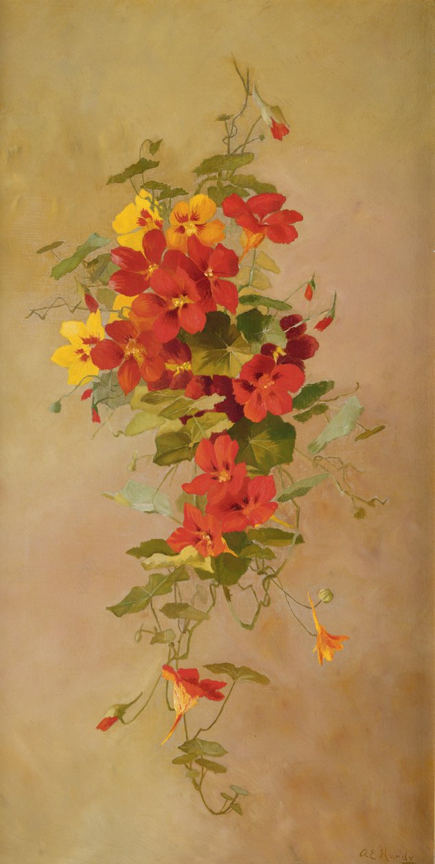 Nasturtiums af Anna Eliza Hardy
