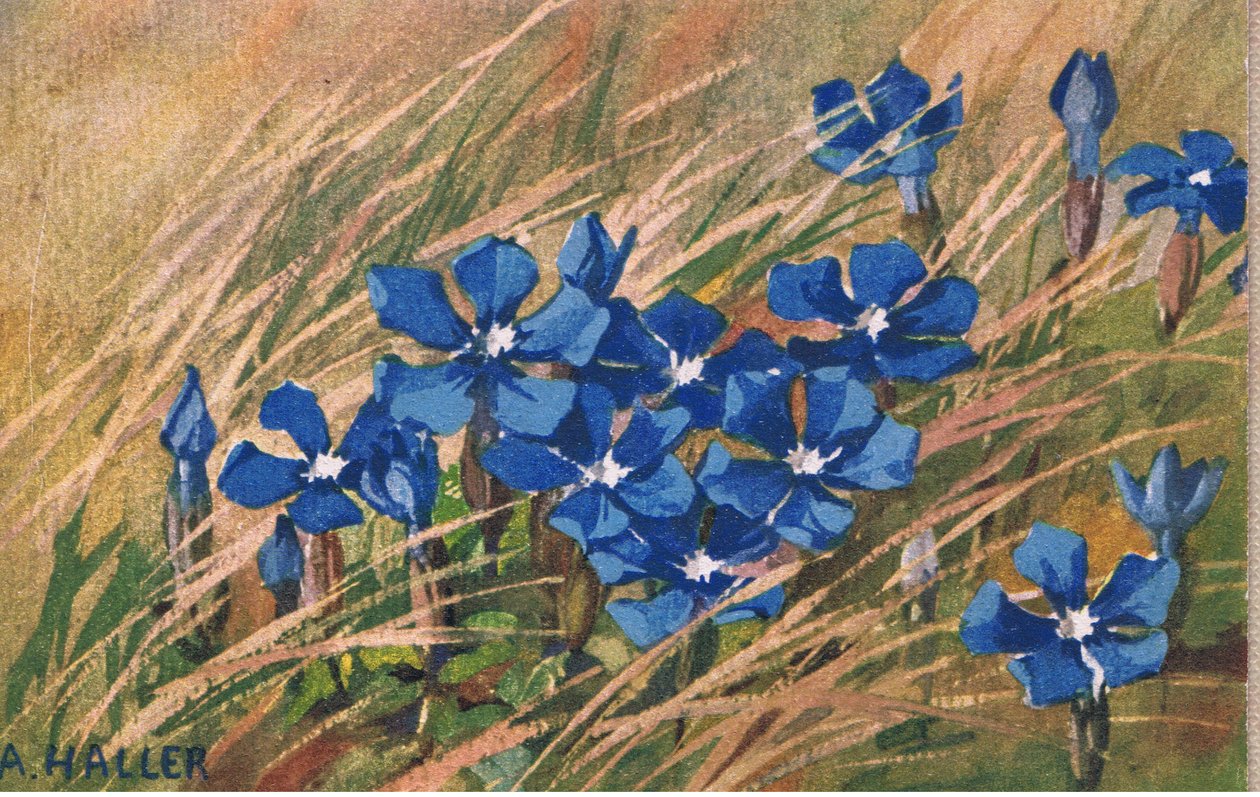 Blå baldrian, postkort, 1940