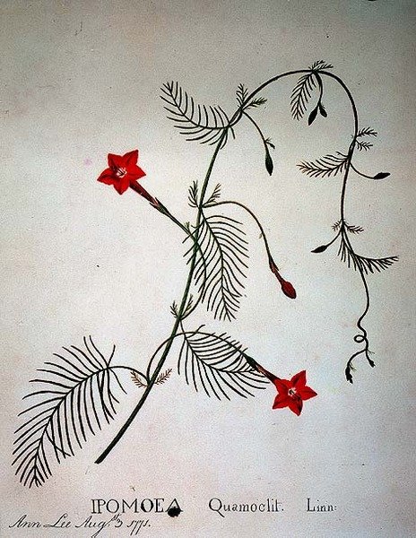 Cypresvin: Ipomoea quomoclit af Anna Lee