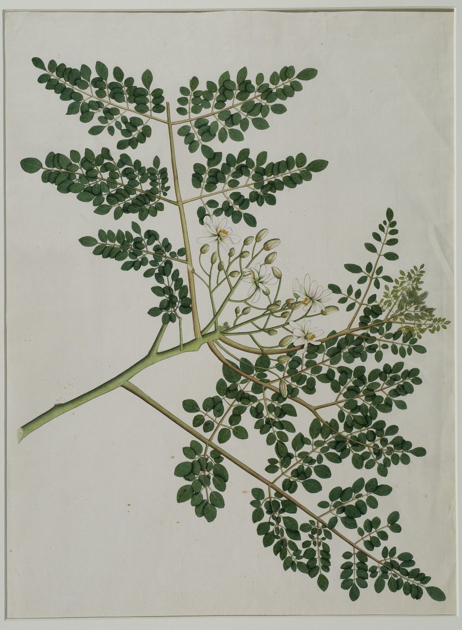 Moringa oleifera, også kaldet peberrodstræ, eller trommestiktræ (akvarel på papir) af Anna Maria Jones