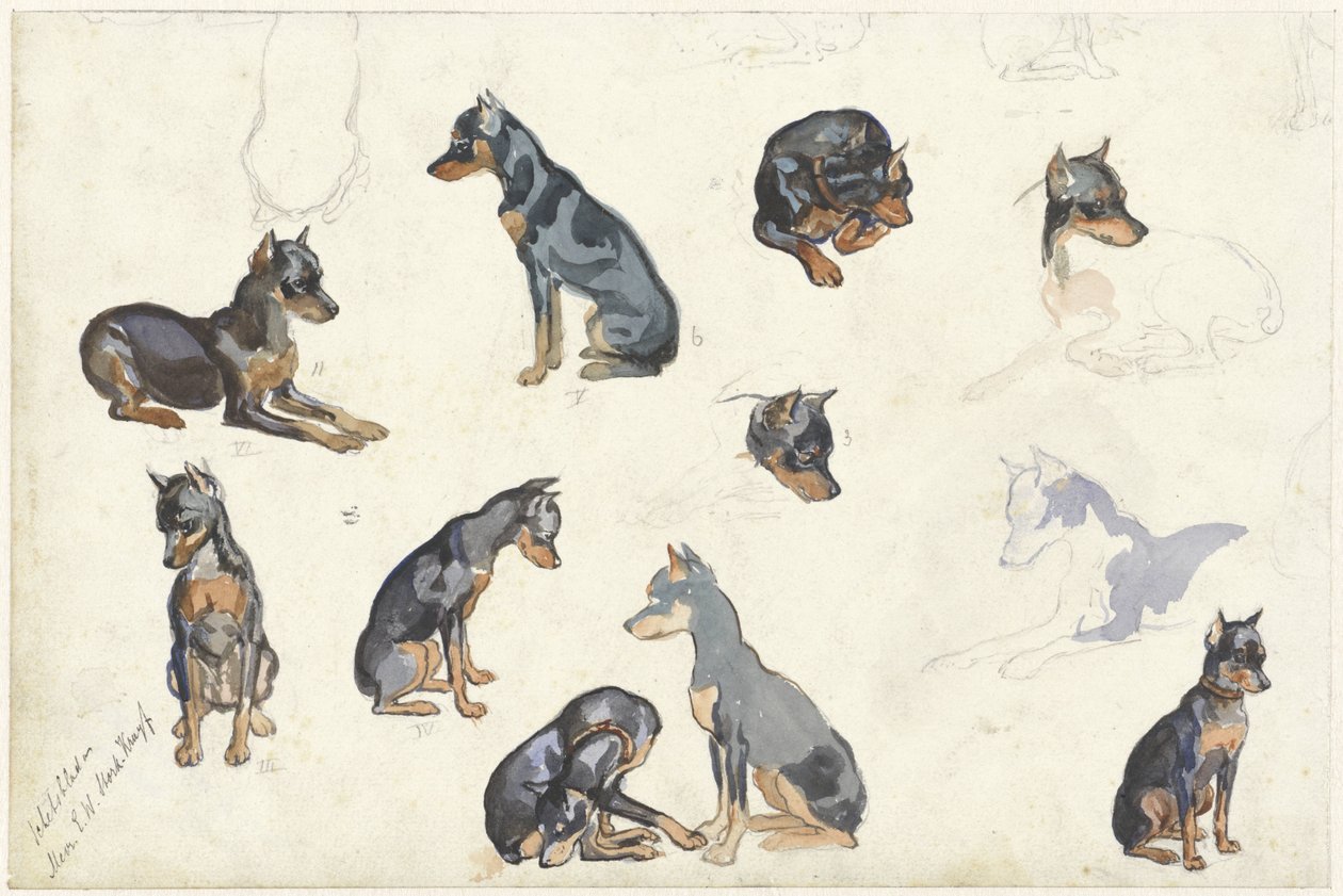 Studier af en hund af Anna Maria Kruijff