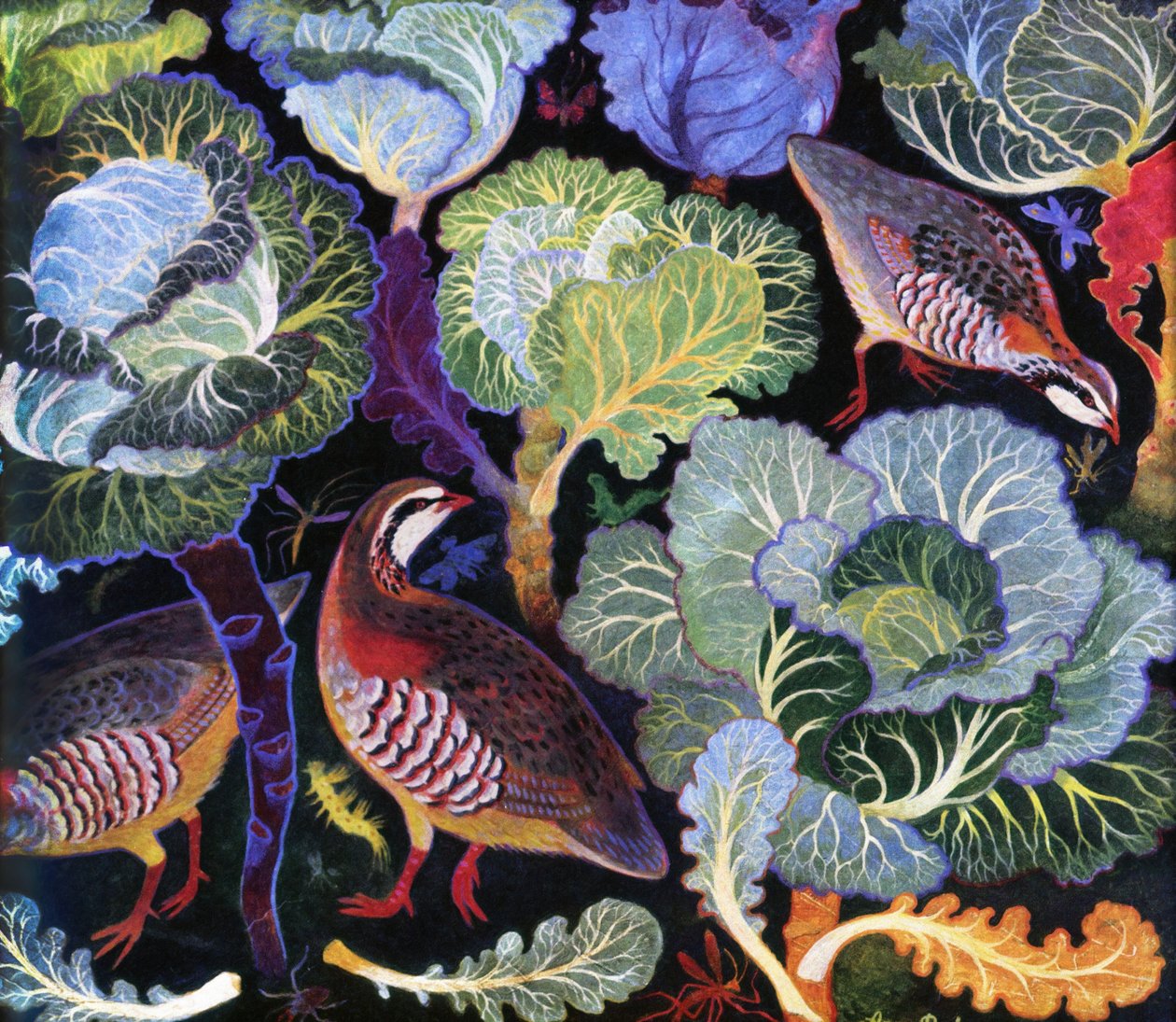 Agerhøne i en kålmark af Anna Pugh