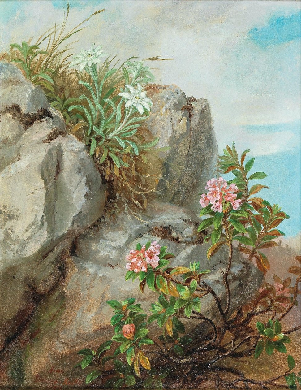 Alpine roser af Anna Stainer Knittel
