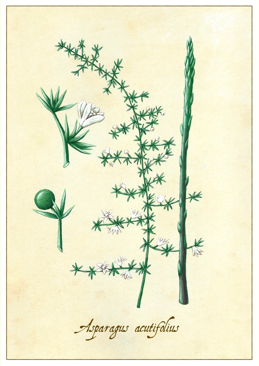 Asparges acutifolius, 2015 (gouache) af Annalisa Morrocco