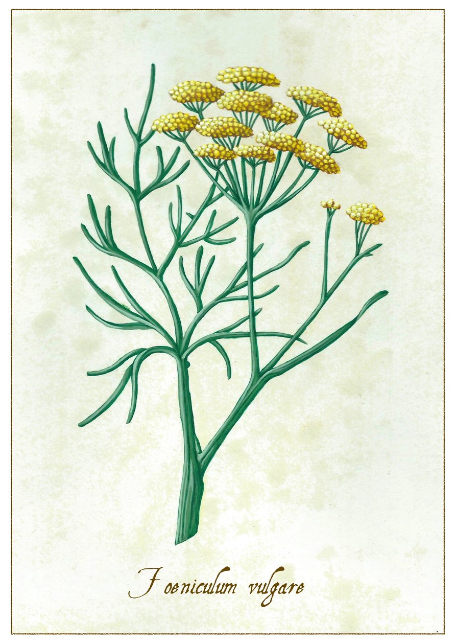 Foeniculum vulgare, 2015 (gouache) af Annalisa Morrocco