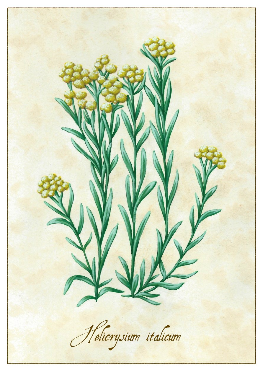 Helicrysium italicum, 2015 (gouache) af Annalisa Morrocco
