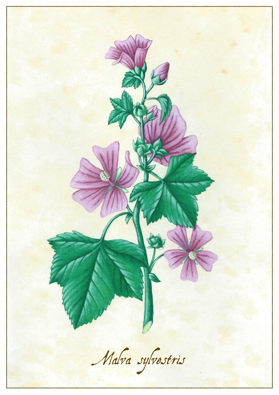 Malva sylvestris, 2015 (gouache) af Annalisa Morrocco