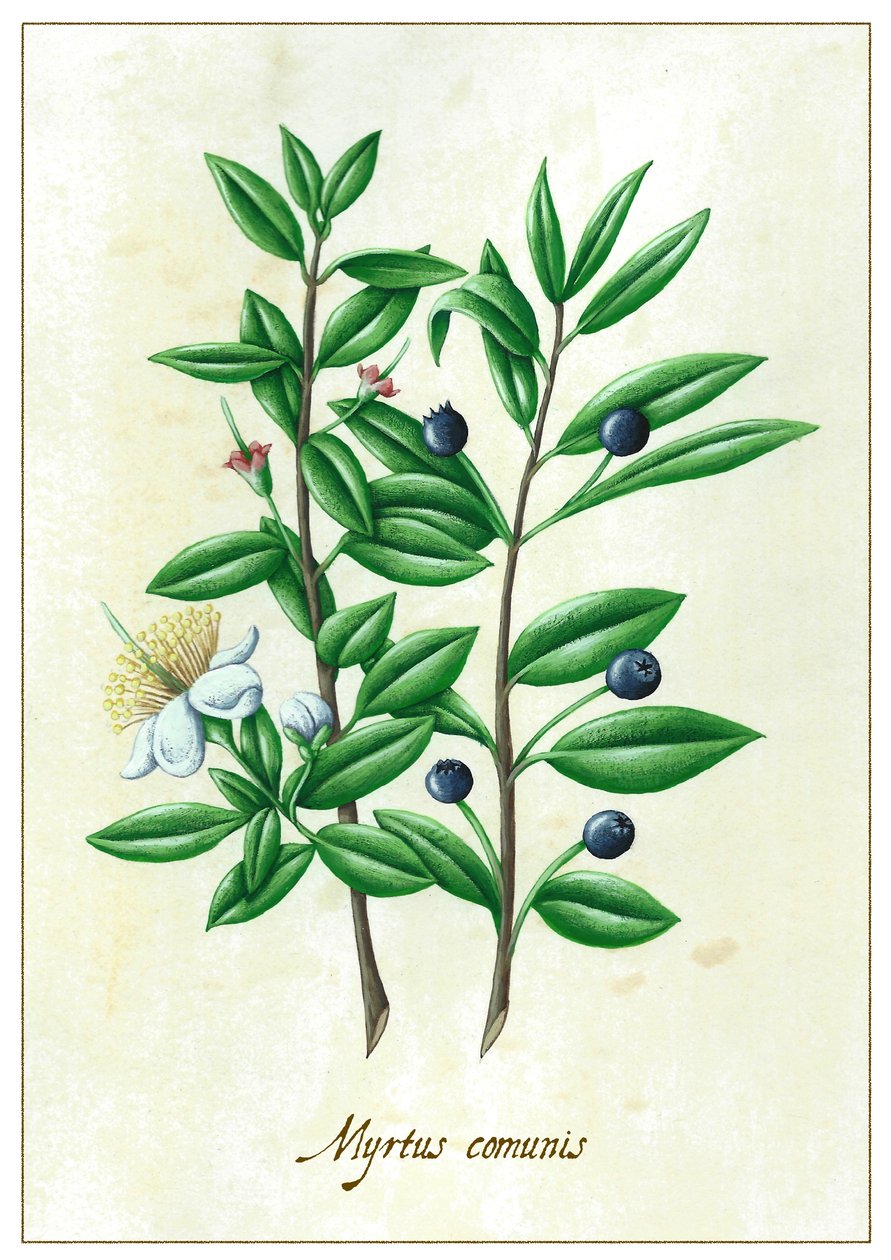 Myrtusfællesskaber, 2015 (gouache) af Annalisa Morrocco