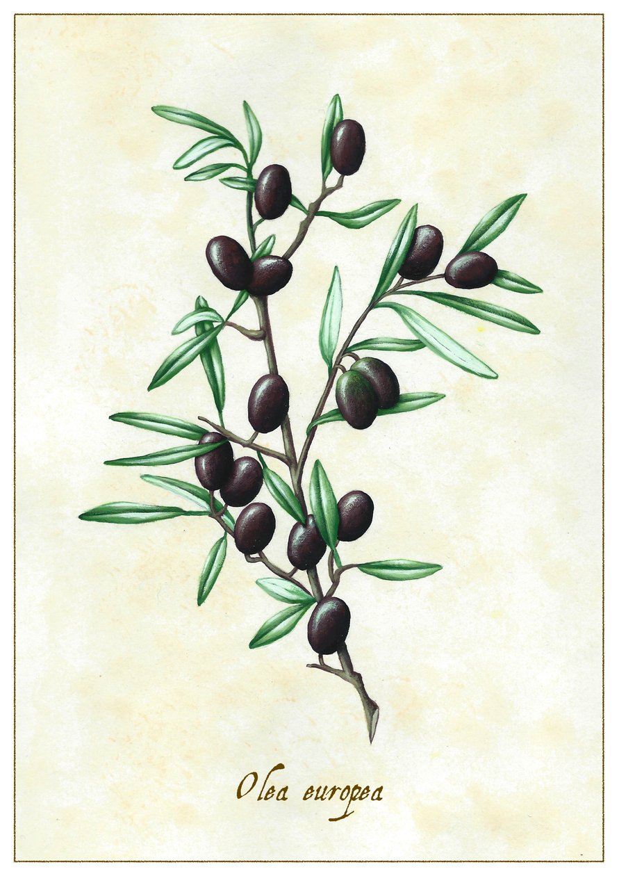 Olea europea, 2015 (gouache) af Annalisa Morrocco