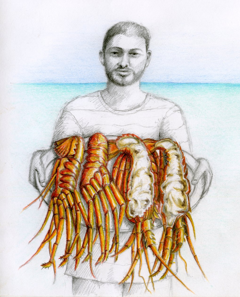 Jomfruhummer, 2019 (blyant og farveblyant) af Annalisa Morrocco