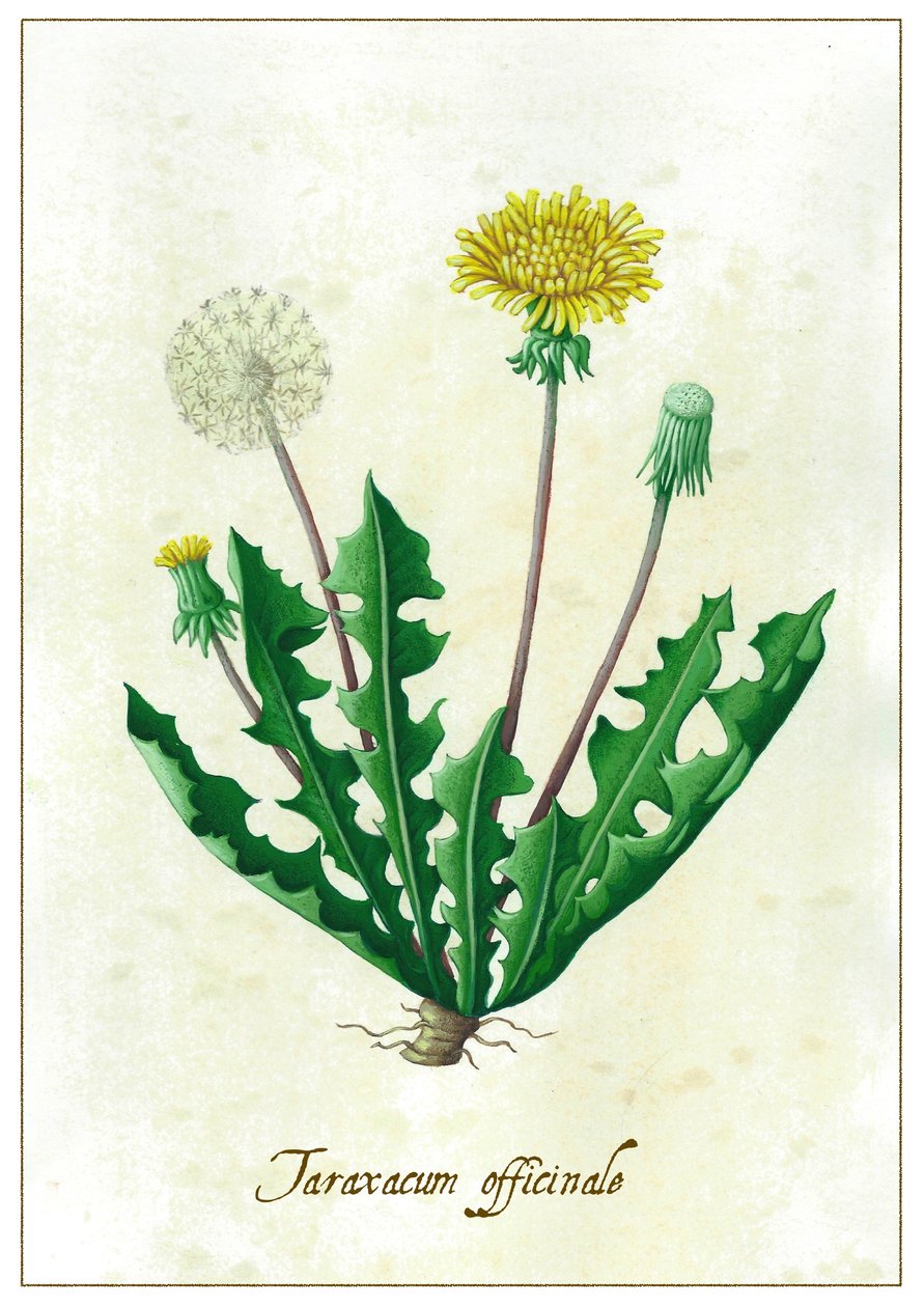 Taraxacum officinale, 2015 (gouache) af Annalisa Morrocco