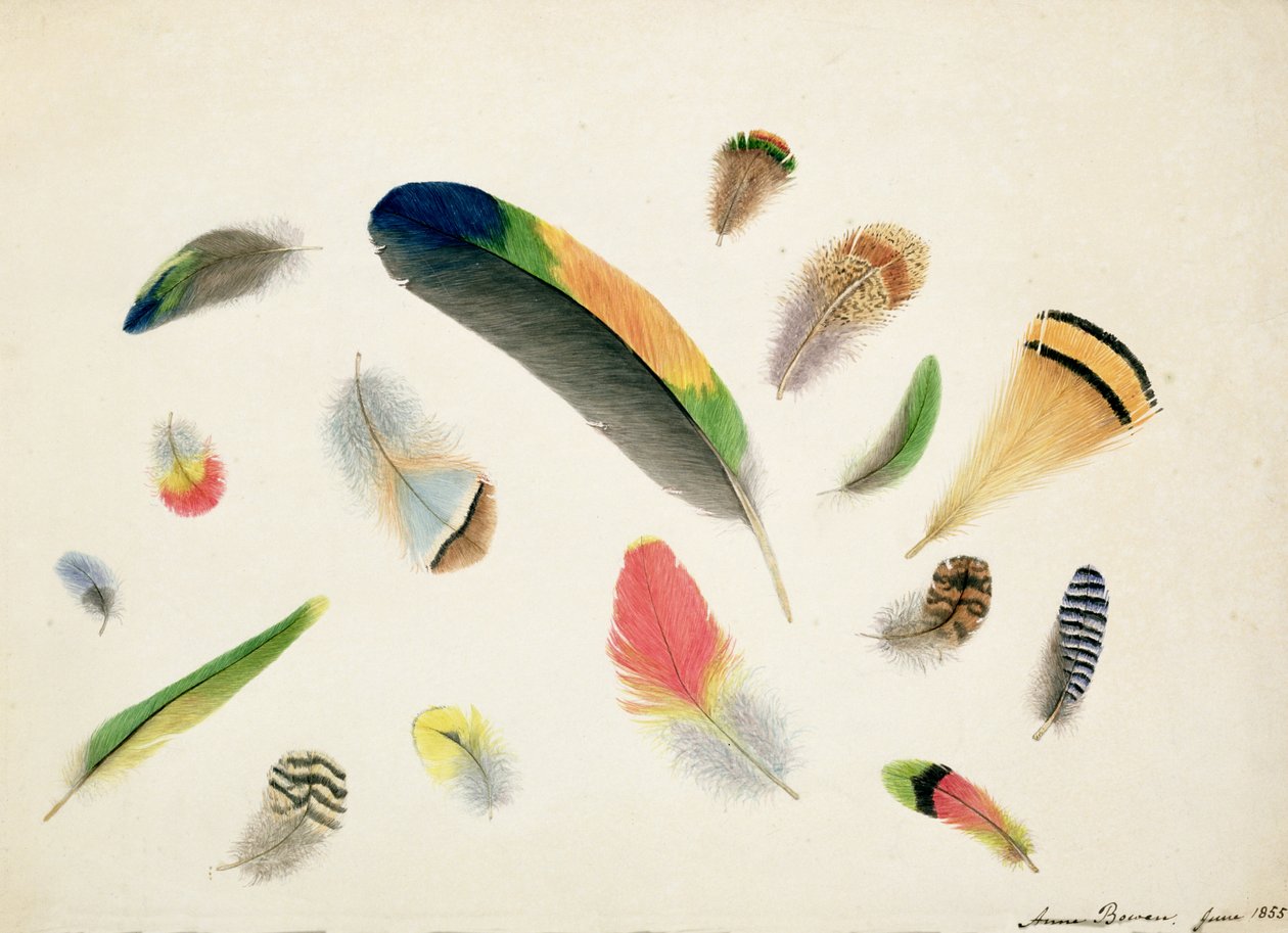Studies of Feathers, 1855 (wc på papir) af Anne Bowen