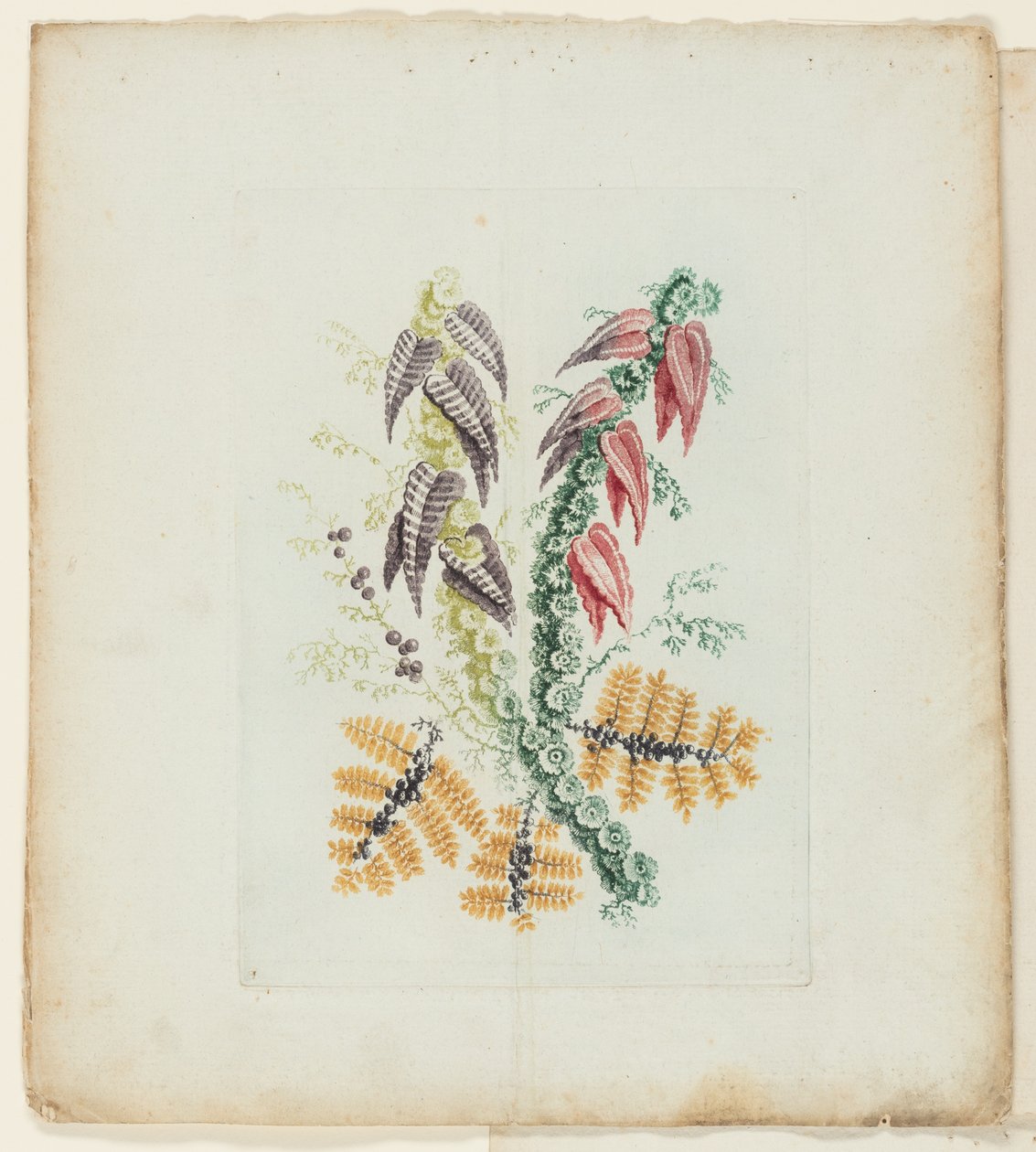 Tallerken fra New Suite of Notebooks of Ideal Flowers til brug af tegnere og malere af Anne Allen