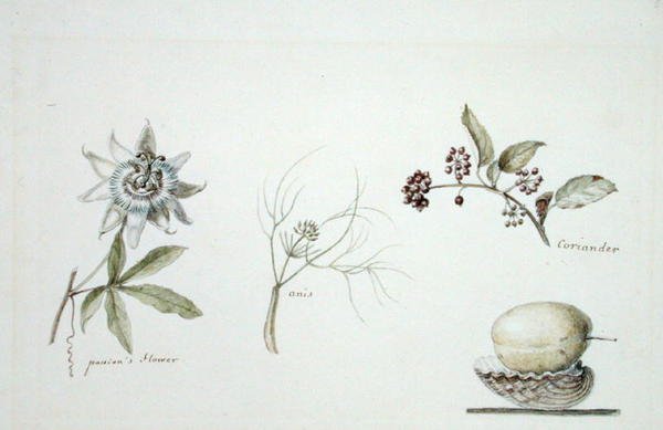 Passionsblomst, anis og koriander af Anne Marguerite Hyde de Neuville