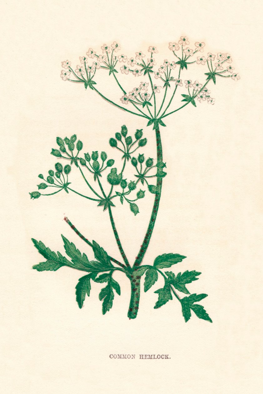 Almindelig hemlock, c1891, 1891 af Anne Pratt