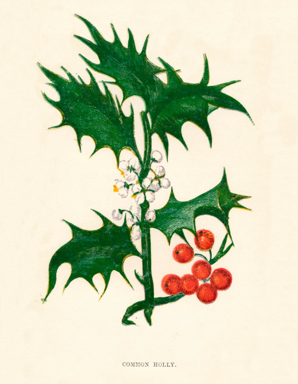 Almindelig Holly, c1891, 1891 af Anne Pratt