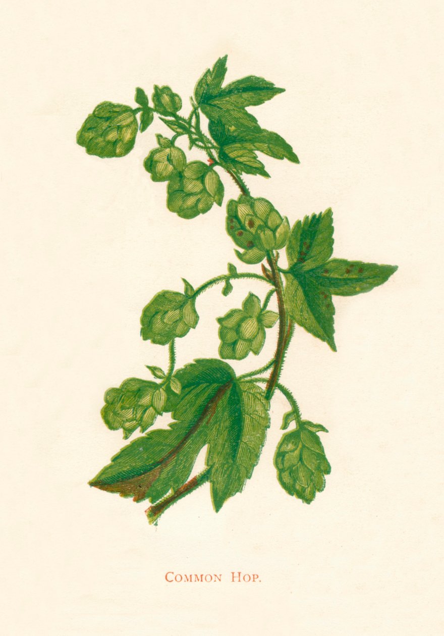 Almindelig humle, c1891, 1891 af Anne Pratt