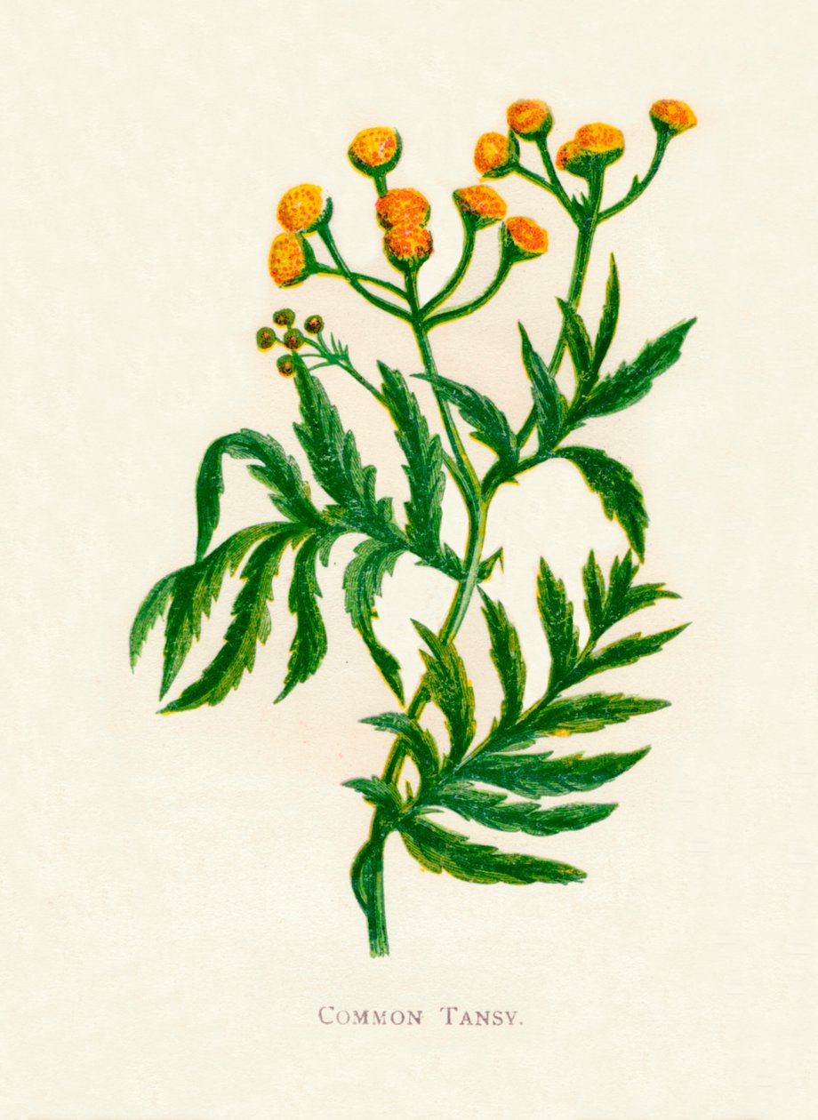 Almindelig Tansy, c1891, 1891 af Anne Pratt