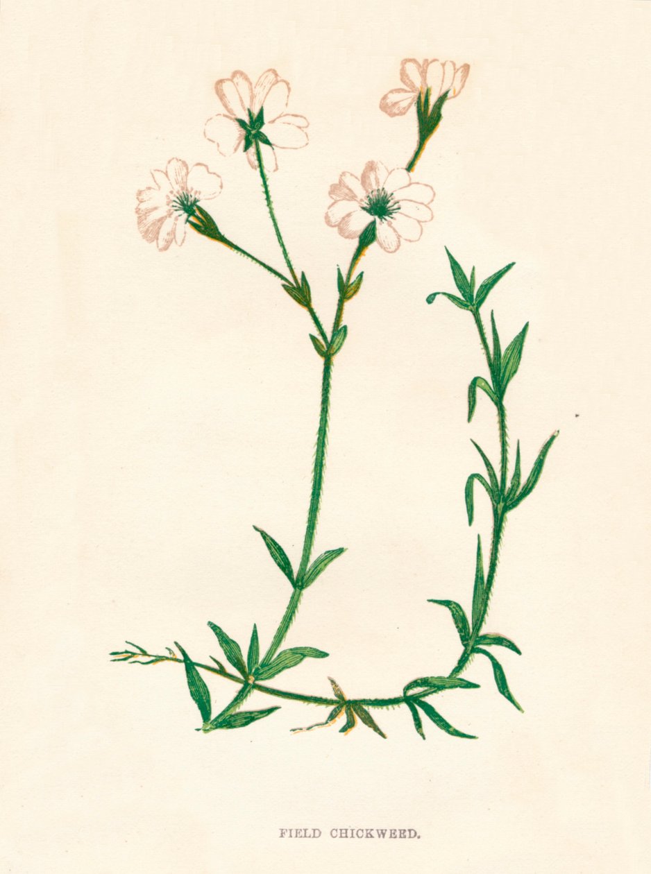 Markkyllingemad, c1891, 1891 af Anne Pratt