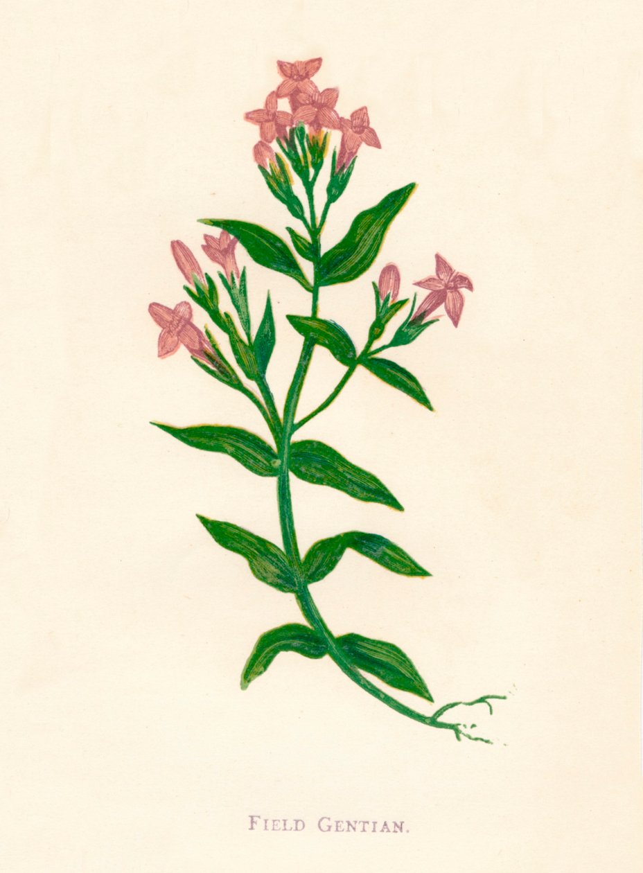Feltgentian, c1891, 1891 af Anne Pratt