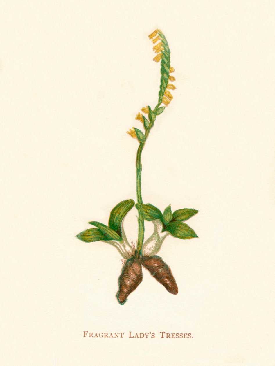 Duftende Ladys Tresses, c1891, 1891 af Anne Pratt