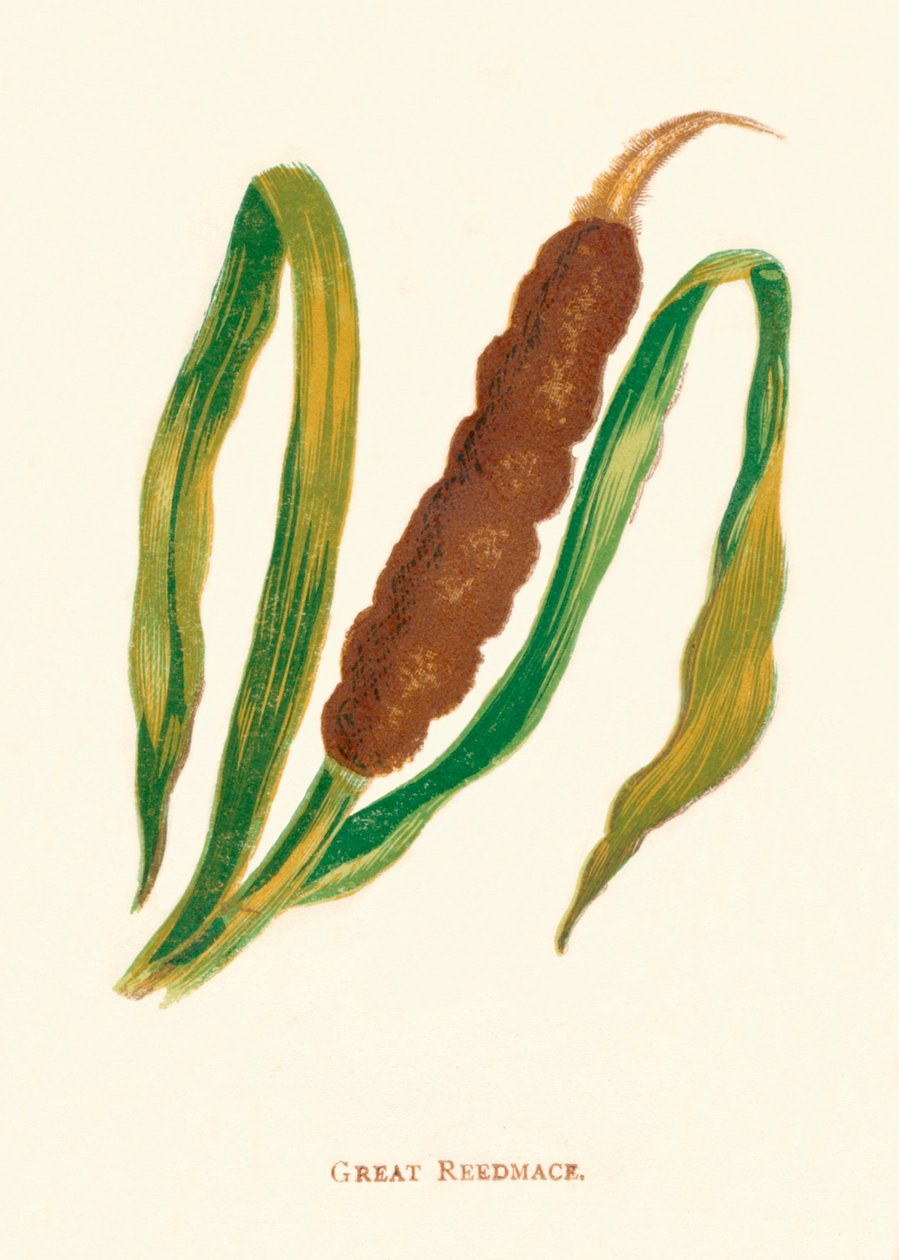 Great Reedmace, c1891, 1891 af Anne Pratt