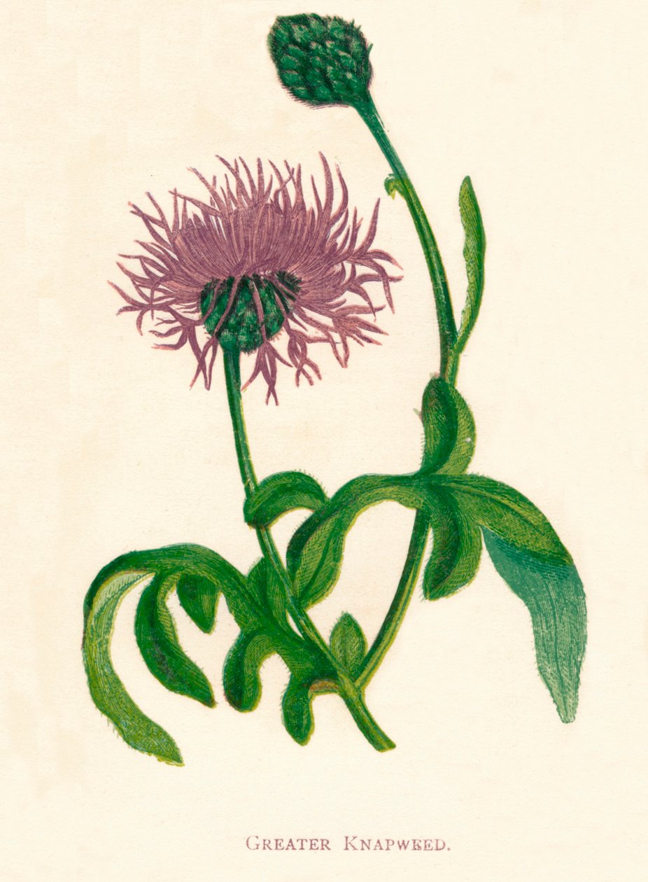 Større napweed, c1891, 1891 af Anne Pratt
