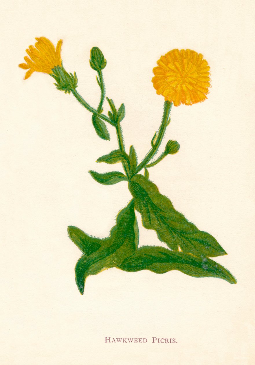 Hawkweed Picris, c1891, 1891 af Anne Pratt