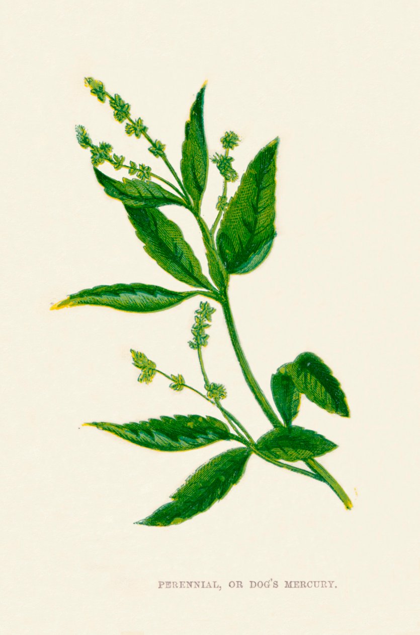 Flerårig, eller Dogs Mercury, c1891, 1891 af Anne Pratt