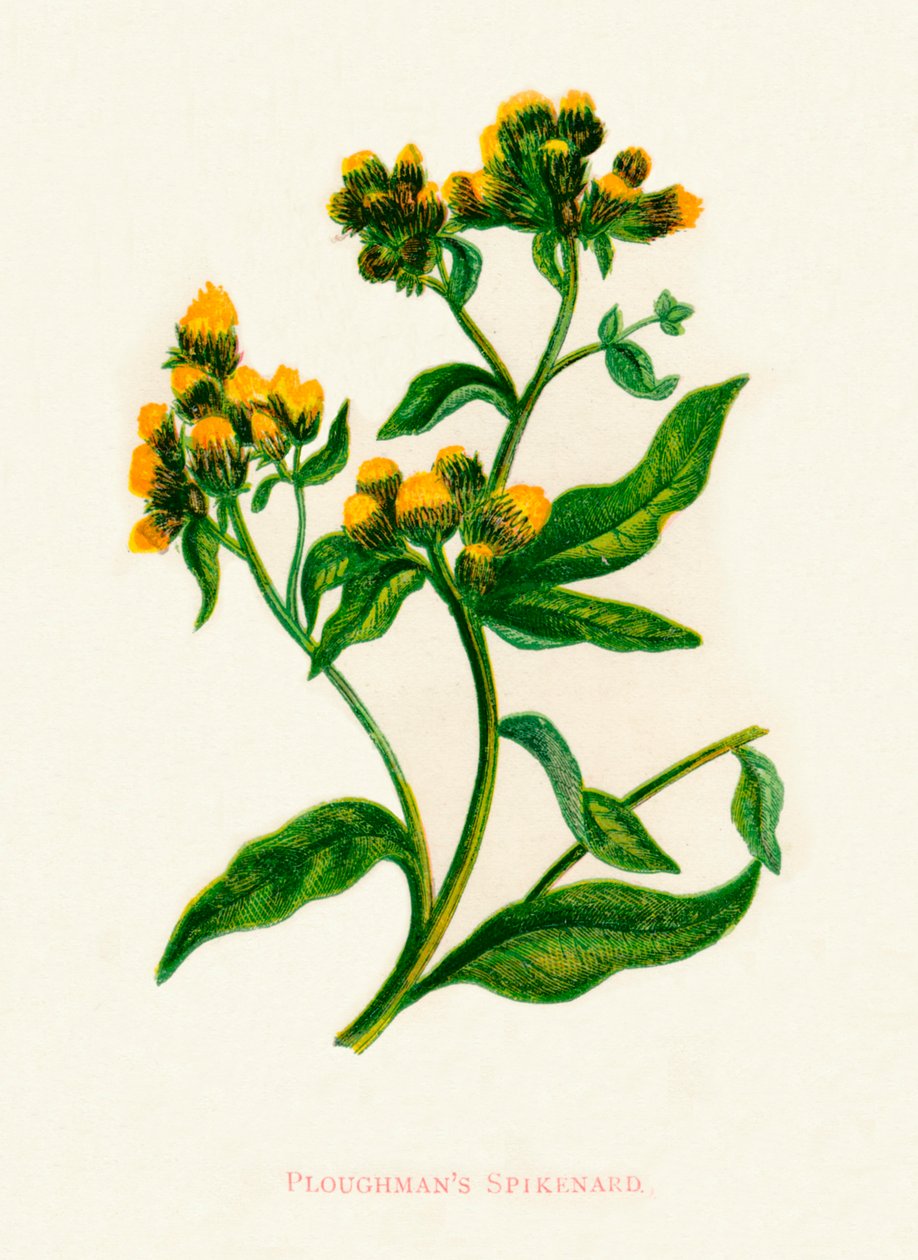 Ploughmans Spikenard, c1891, 1891 af Anne Pratt