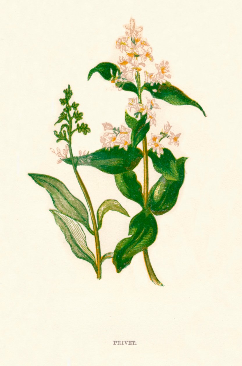Hej k1891, 1891 af Anne Pratt