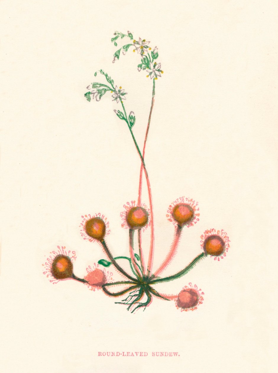 Rundbladet Soldug, c1891, 1891 af Anne Pratt